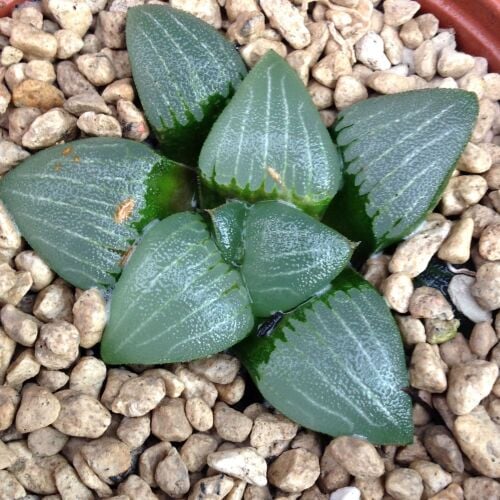 Haworthia bayeri 10.5cm 30.08D