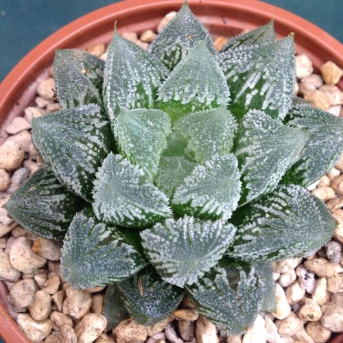 Haworthia cv Hakuteijoh 9cm 31.08A