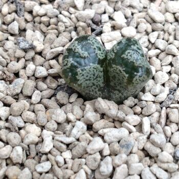 Conophytum pellucidum v terricolor 01.10.24 B