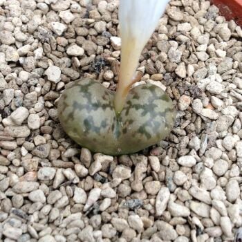 Conophytum pellucidum v neohallii 01.10.24 D