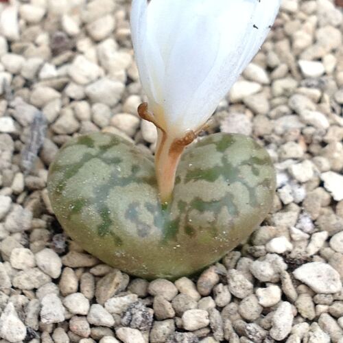 Conophytum pellucidum v neohallii 01.10.24 F