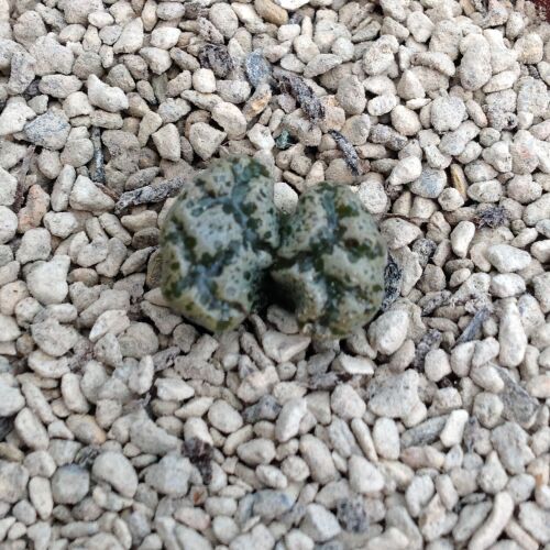 Conophytum pellucidum v terricolor 01.10.24 E