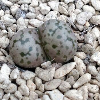 Conophytum pellucidum v neohallii 01.10.24 L