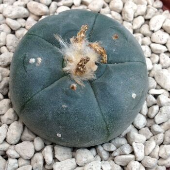 Lophophora williamsii 07.10.4 E