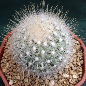 Mammillaria senilis 12cm Bowl