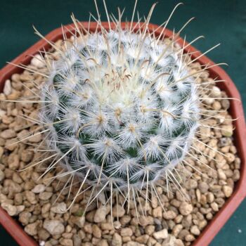 Mammillaria bombycina White Spined fm 12cms Bowl