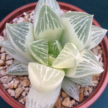 Haworthia retusa reverse variegata 04A 9cm