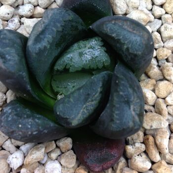 Haworthia maughanii hybrid 05 C 9cm