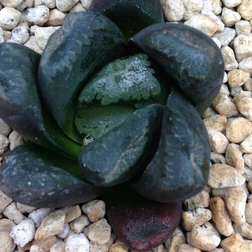 Haworthia maughanii hybrid 05 C 9cm
