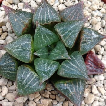 Haworthia retusa hybrid 29.04. A - 9cm