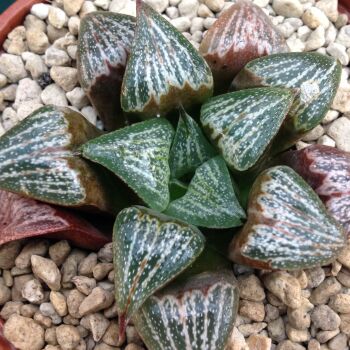 Haworthia retusa hybrid 29.04 B - 9cm