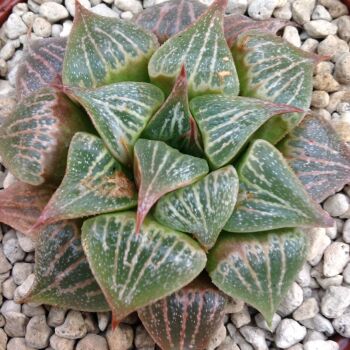 Haworthia retusa hybrid 29.04 C - 9cm