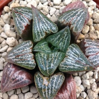 Haworthia retusa hybrid 29.04 D - 9cm
