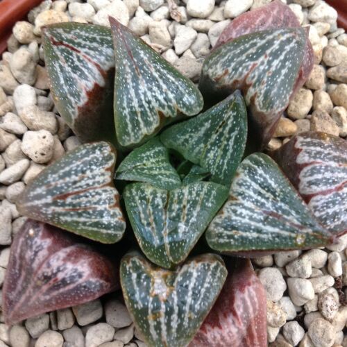 Haworthia retusa hybrid 05.29 C - 9cm