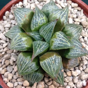 Haworthia retusa hybrid 29.04 E - 9cm