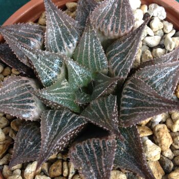 Haworthia cv Stelle 09.05 B - 9cm