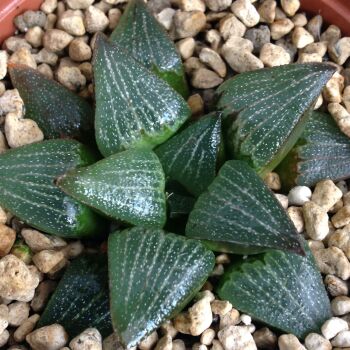 Haworthia retusa hybrid 09.05 C - 9cm