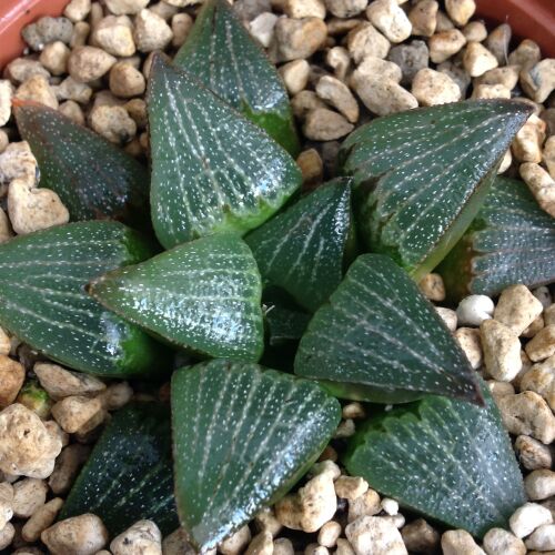 Haworthia cv Stelle 09.05 B - 9cm