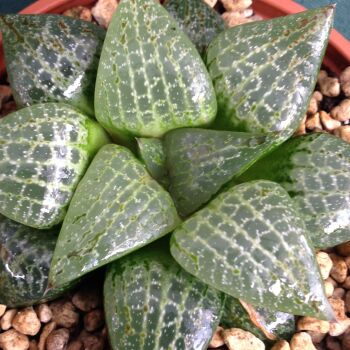 Haworthia comptoniana 09.05 C - 9cm