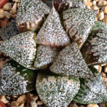 Haworthia picta selected form 09.05 E - 9cm