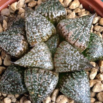 Haworthia picta selected form 09.05 F - 9cm