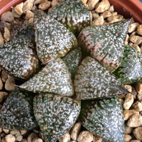 Haworthia picta selected form 09.05 E - 9cm