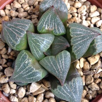 Haworthia retusa hybrid 09.05 G - 9cm