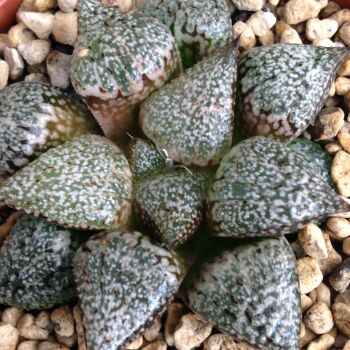 Haworthia picta selected form 09.05 H - 9cm