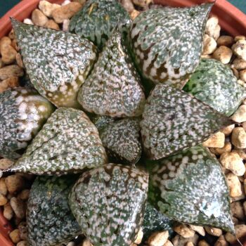 Haworthia picta selected form 09.05 J - 9cm