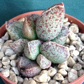 Adromischus mariannae hybrid 11.05 A