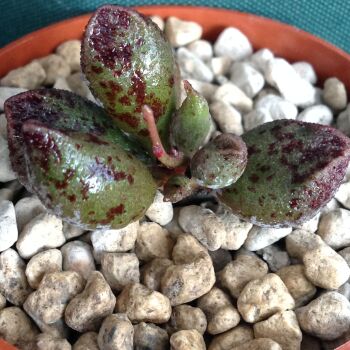 Adromischus mariannae hybrid 11.05 B