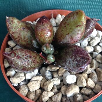 Adromischus mariannae hybrid 11.05 C