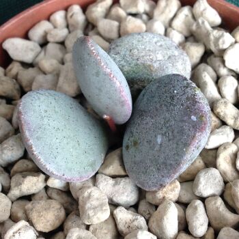 Adromischus hybrid 11.05 D