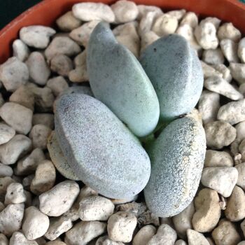 Adromischus hybrid 11.05 E