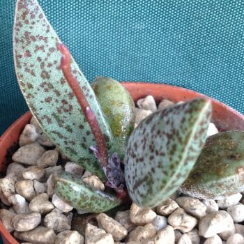 Adromischus mariannae hybrid 11.05 F