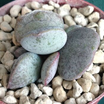 Adromischus hybrid 11.05 G