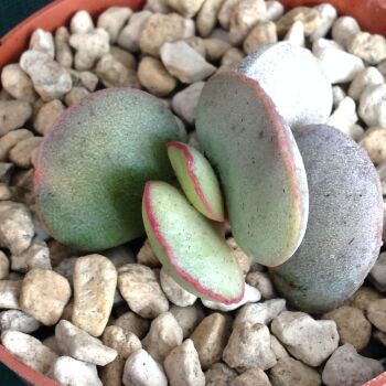Adromischus hybrid 11.05 G