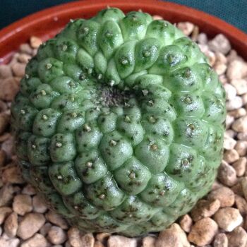 Trichocaulon cactiforme 15.05.D 9cm