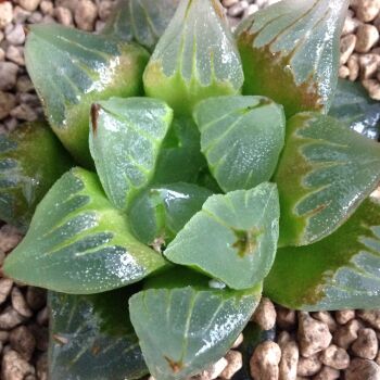 Haworthia cv Ice City Mutant 16.05. A - 10.5cm
