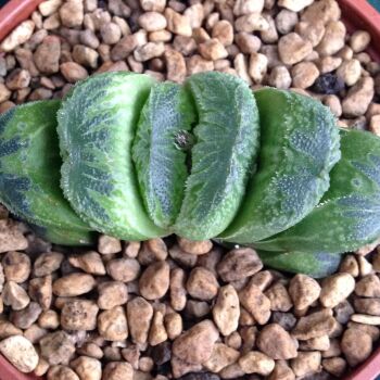 Haworthia truncata hybrid 16.05. B  - 9cm