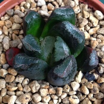 Haworthia maughanii hybrid 16.05. C - 9cm
