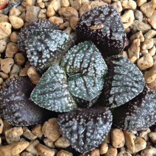 Haworthia cv Ice City Mutant 16.05. A - 10.5cm