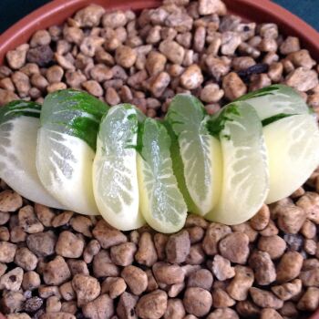 Haworthia truncata variegate 16.05 E - 9cm