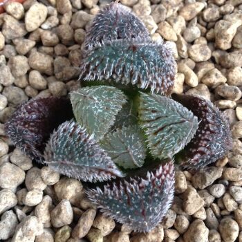 Haworthia venusta cv Shirayuki-Emaki 16.05 G - 9cm
