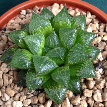 Haworthia cv Sugar Plum 16.05. H - 9cm