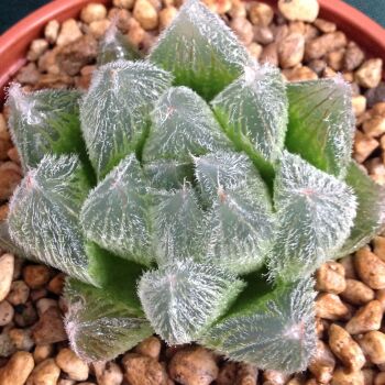 Haworthia cooperi venusta 16.05. I - 9cm