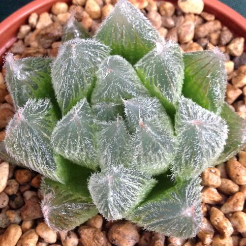 Haworthia cv Blue Diamond 16.05. D - 9cm