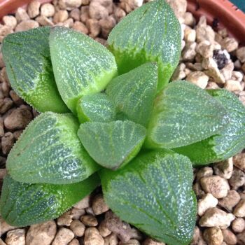 Haworthia pygmaea Mossel Bay 16.05. J - 9cm
