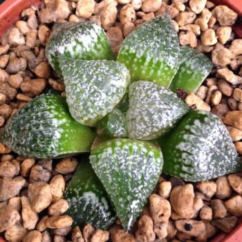 Haworthia picta 16.05 K - 9cm