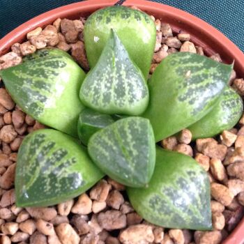 Haworthia retusa hybrid 16.05. L - 9cm